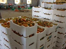 Fruit and Vagetable Box_副本.jpg Fruit and Vagetable Box_副本.jpg